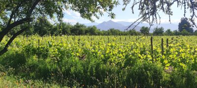 viñedo de Antiyal