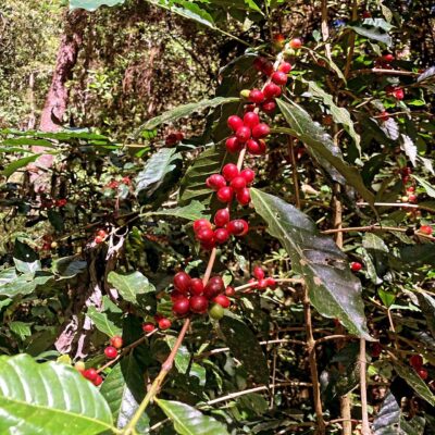 Rama de café en la Finca Santa María.