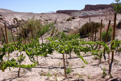 Viñedos en pleno desierto de Atacama.