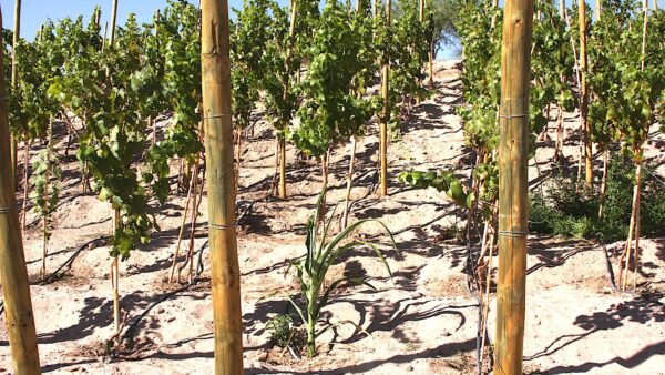 Viñedos en Toconao