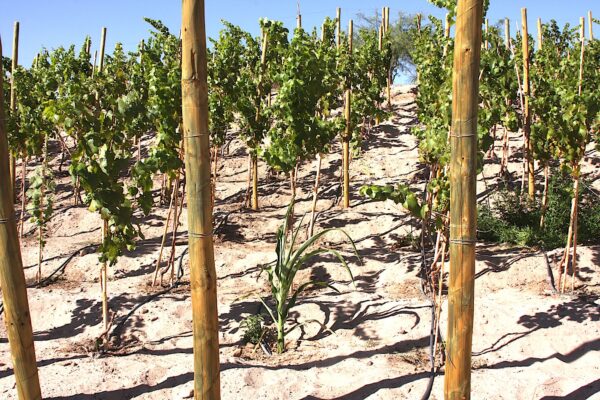 Viñedos en Toconao