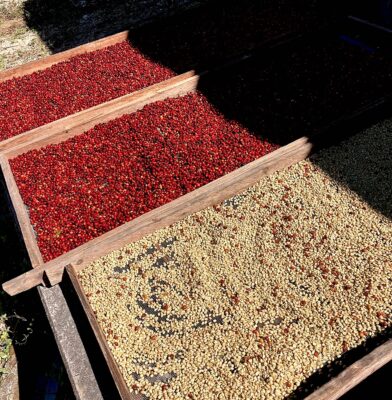 zarandas de fermentado y secado de café. Foto Fabiola de la Fuente.