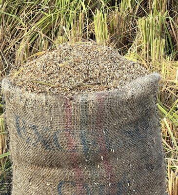 Saco de arroz