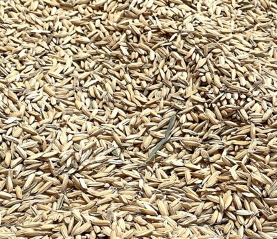 Arroz secándose