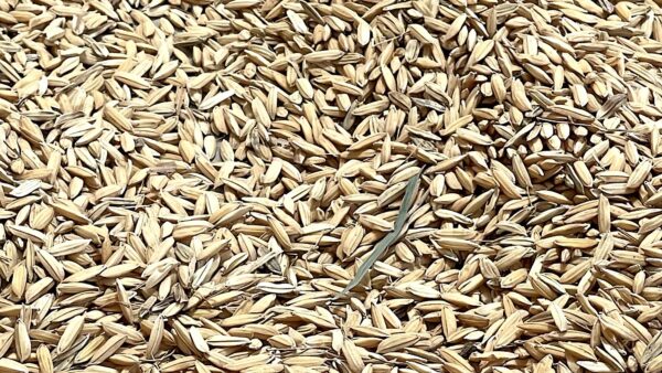 Arroz secándose