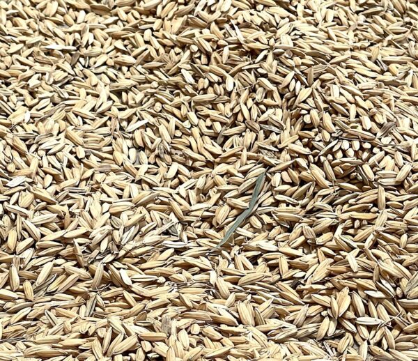 Arroz secándose