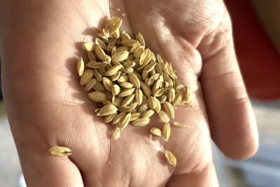 El arroz de Morelos en estado puro.