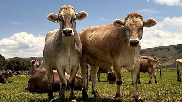 Vacas adaptadas a la altura desde hace tres generaciones. Foto Camila Zegarra.