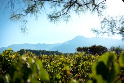 La sierra desde los viñedos de Noble.