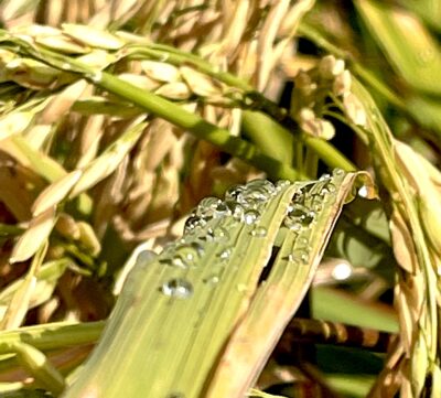 Plantas de arroz