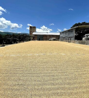 Secadero de arroz
