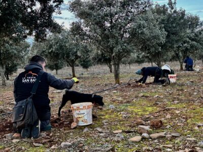 Recogida de trufas con perros en San Babil