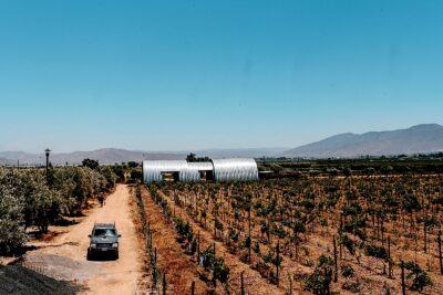 Viñedos de El Empecinado