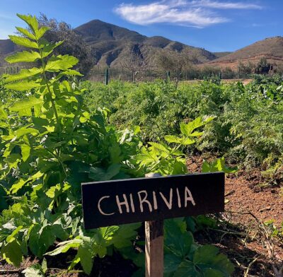 Lunario, el fine dinning mexicano que enaltece la vocación agrícola 2