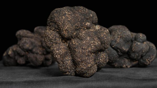 Trufa melanosporum (Foto: Nial Walsh)