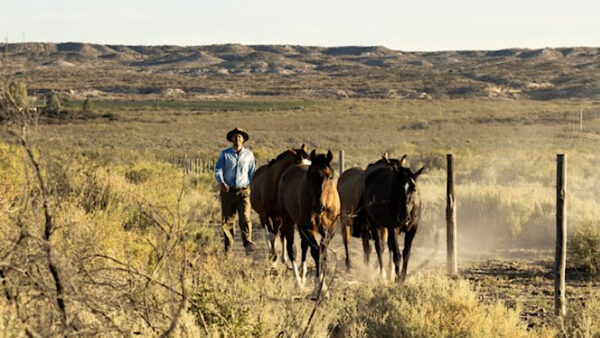 Felipe Menéndez trabaja en Ribera del Cuarzo a lomos de un caballo. Foto, Ribera del Cuarzo.