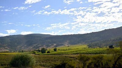 Viñedos de Requingua en Maule.