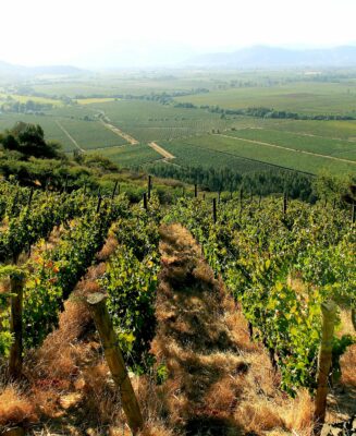 Viñedos de Requingua_en Curicó