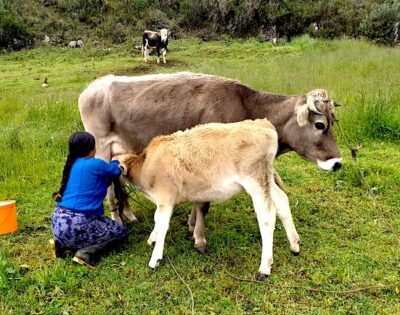 Transforman 500 litros de leche diarios.