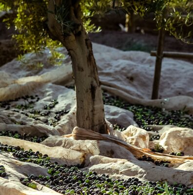 Aceituna recién desprendida del árbol en Zuelo. Foto, Zuelo.