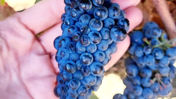 El grano de la pinot noir es más pequeño que nunca en Casablanca. Foto, Mariana Martínez.