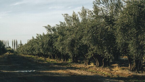 Olivar de Laur