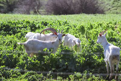 La leche de las cabras muestra la expresión del territorio.