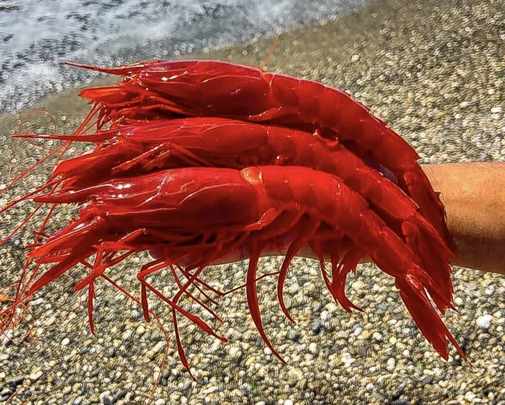Un verano de chiringuitos en Málaga 3