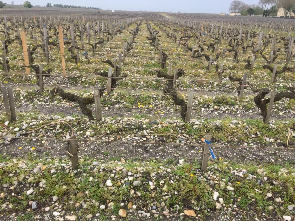 El lenguaje del vino y su uso erróneo (I) 0