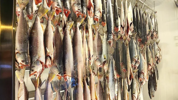 Camara de maduración pescados de Ocyá.