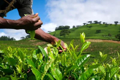 Plucking - Satemwa Estate, Malawi