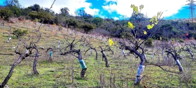 Viñedos de Herrera-Alvarado. Foto, Mariana Martínez.