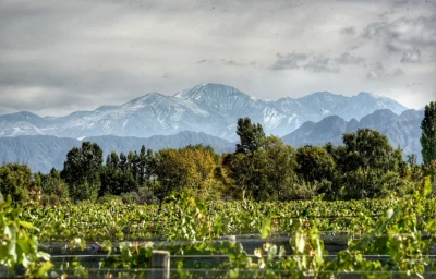 Viñedos de Vistalba.