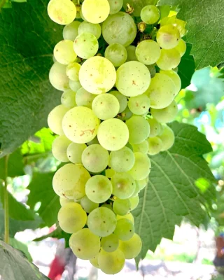 Vinos blanos argentinos