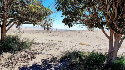Frontera del oasis de Pica con el desierto.