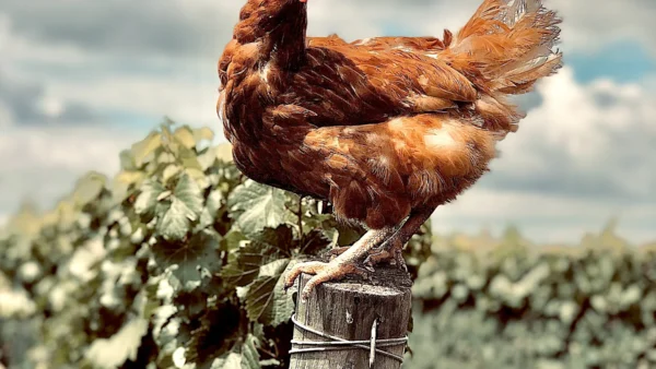 Gallinas en la viña