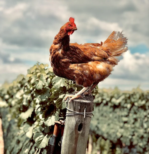 Gallinas en la viña