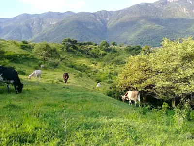Se trasladaron a Morelos buscando lkeche de calidad.