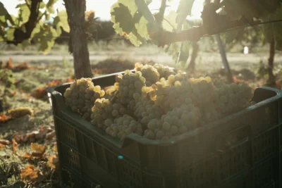 De vinos por Galicia 0