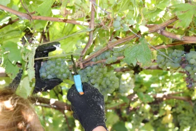 De vinos por Galicia 1