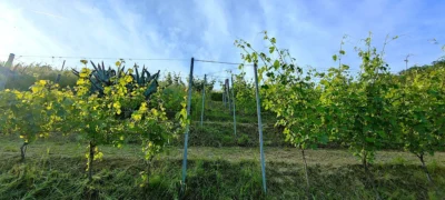 A la izquierda, Nebbiolo Mexicana; derecha Nebbiolo italiana en junio pasado. Foto Sven Clyde. 