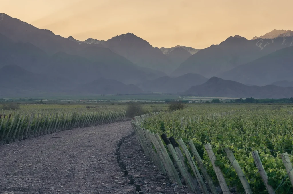 La imagen muestra la diversidad de altitudes que ofrece el territorio de Los Chacayes, con un viñedo plantado sobre llano en primer plano y las cumbres de Los Andes al fondo