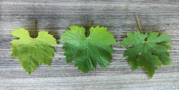 Nebbiolo Mexicana, clone BC; Nebbiolo Mexicana, clone Piamonte; Nebbiolo CVT185, tipología Lampia seleccionada en Barbaresco. Foto, Sven Clyde.