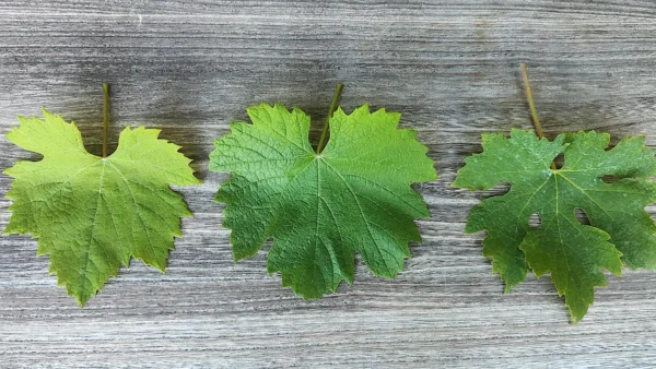 Nebbiolo Mexicana, clone BC; Nebbiolo Mexicana, clone Piamonte; Nebbiolo CVT185, tipología Lampia seleccionada en Barbaresco. Foto, Sven Clyde.