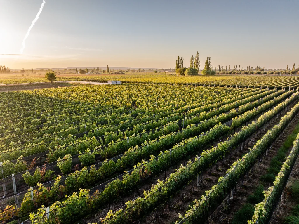 La imagen muestra la tipicidad del viñedo en la zona de Luján de Cuyo, con una saludable plantación en llano y en espaldera.