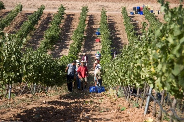 Vinos de Méntrida, luchando contra la estereotipos 0