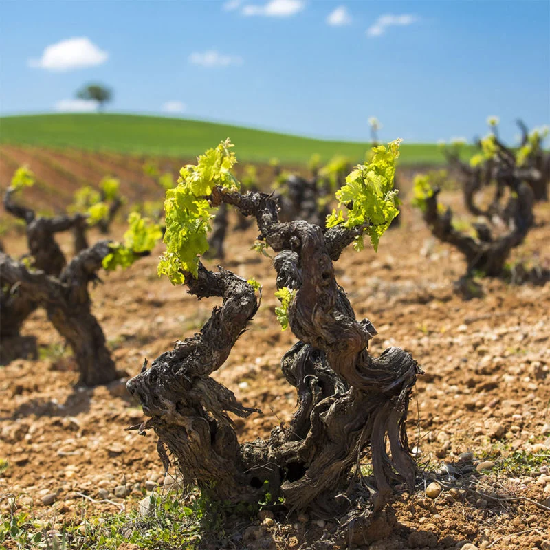 Vinos de Méntrida, luchando contra la estereotipos 1