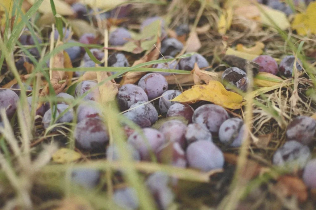Los desafíos de los vinos de pago en Castilla-La Mancha 2
