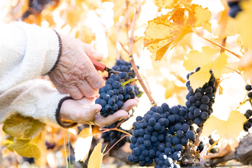 Trevelin, los vinos más australes de Argentina 3