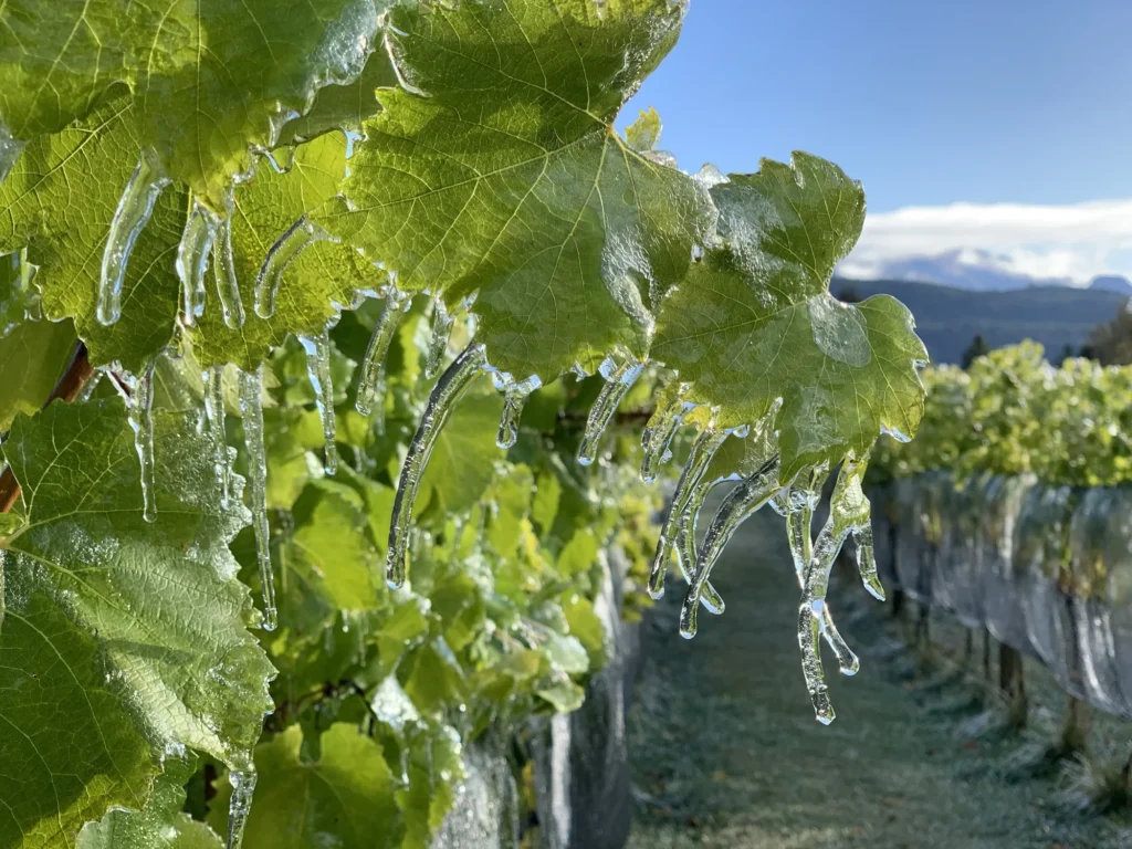 Trevelin, los vinos más australes de Argentina 1